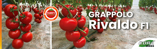 cora-seeds-flexi-sito-250722