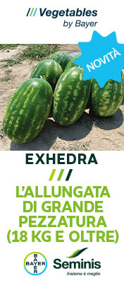 SEMINIS-MONSANTO-TOP-SITO-260210